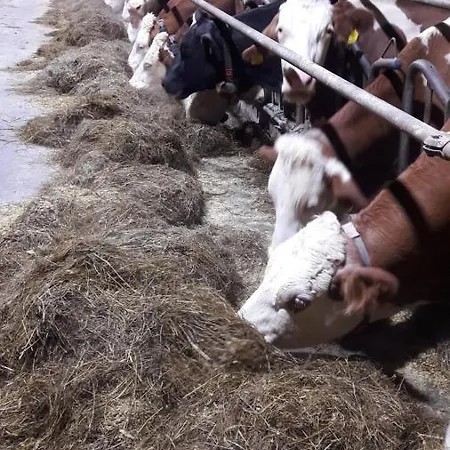 Schusterbauernhof * Bad Mitterndorf