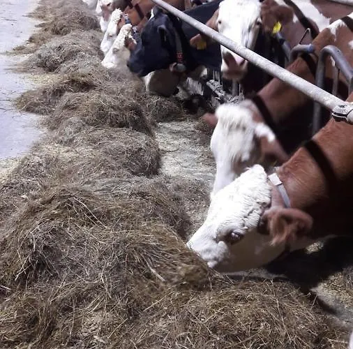 Schusterbauernhof * 바트 미테른도르프